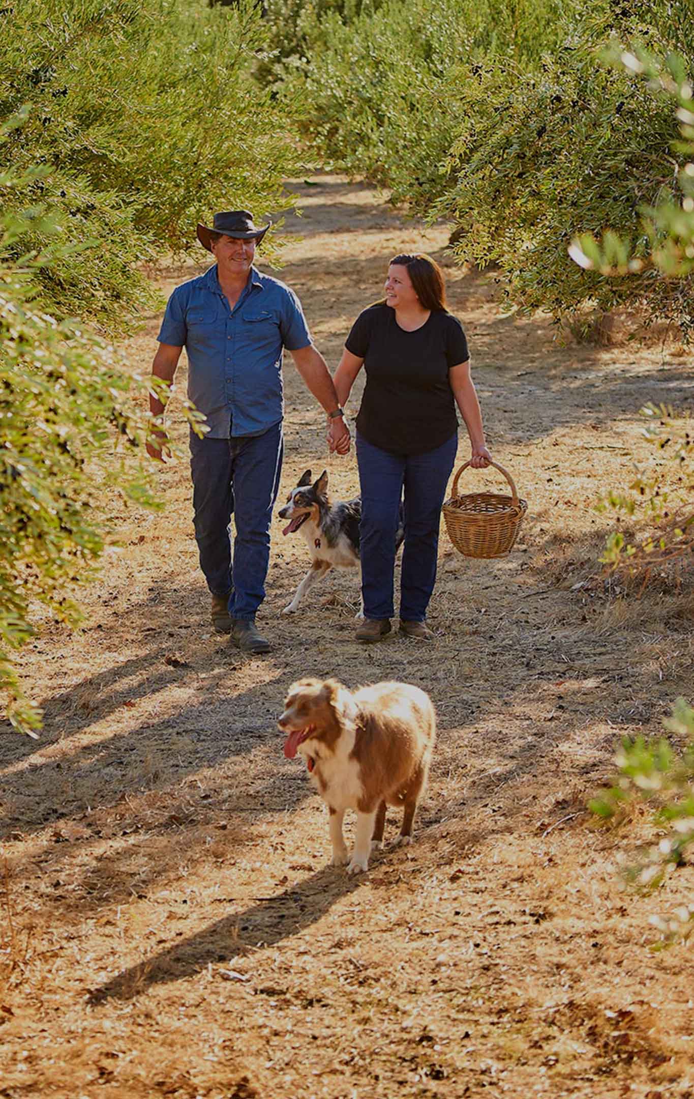 Alyssa, Michael and the dogs olive picking