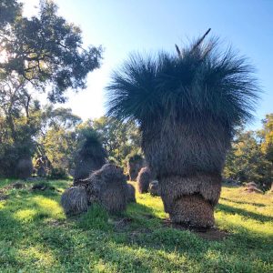 Old growth grass tree landscape