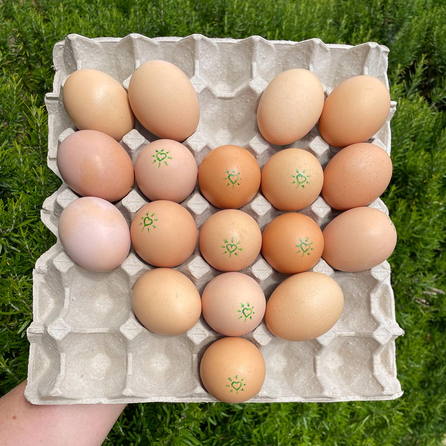 Love fresh farm direct pasture raised eggs